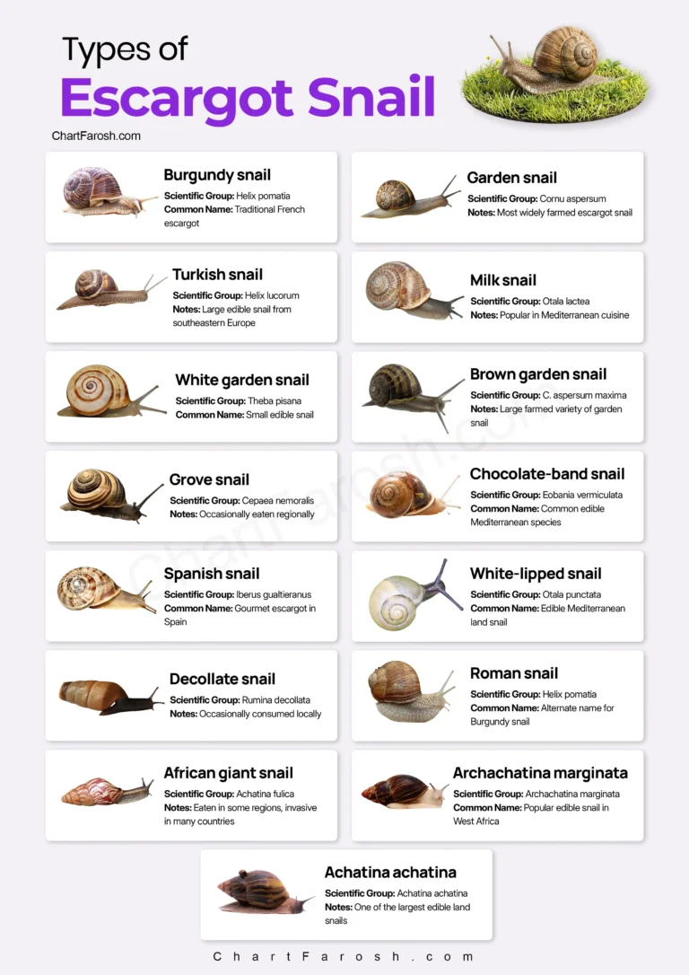 Types of Escargot Snail Chart with pictures