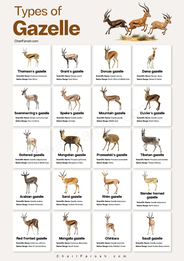 Types of Gazelle Chart with Pictures