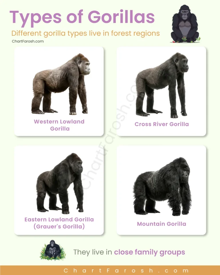 Types of Gorillas List with Pictures