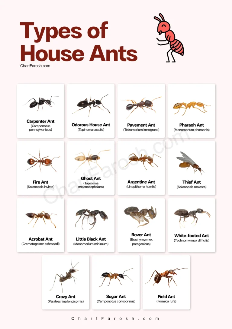 types of ants in house with pictures