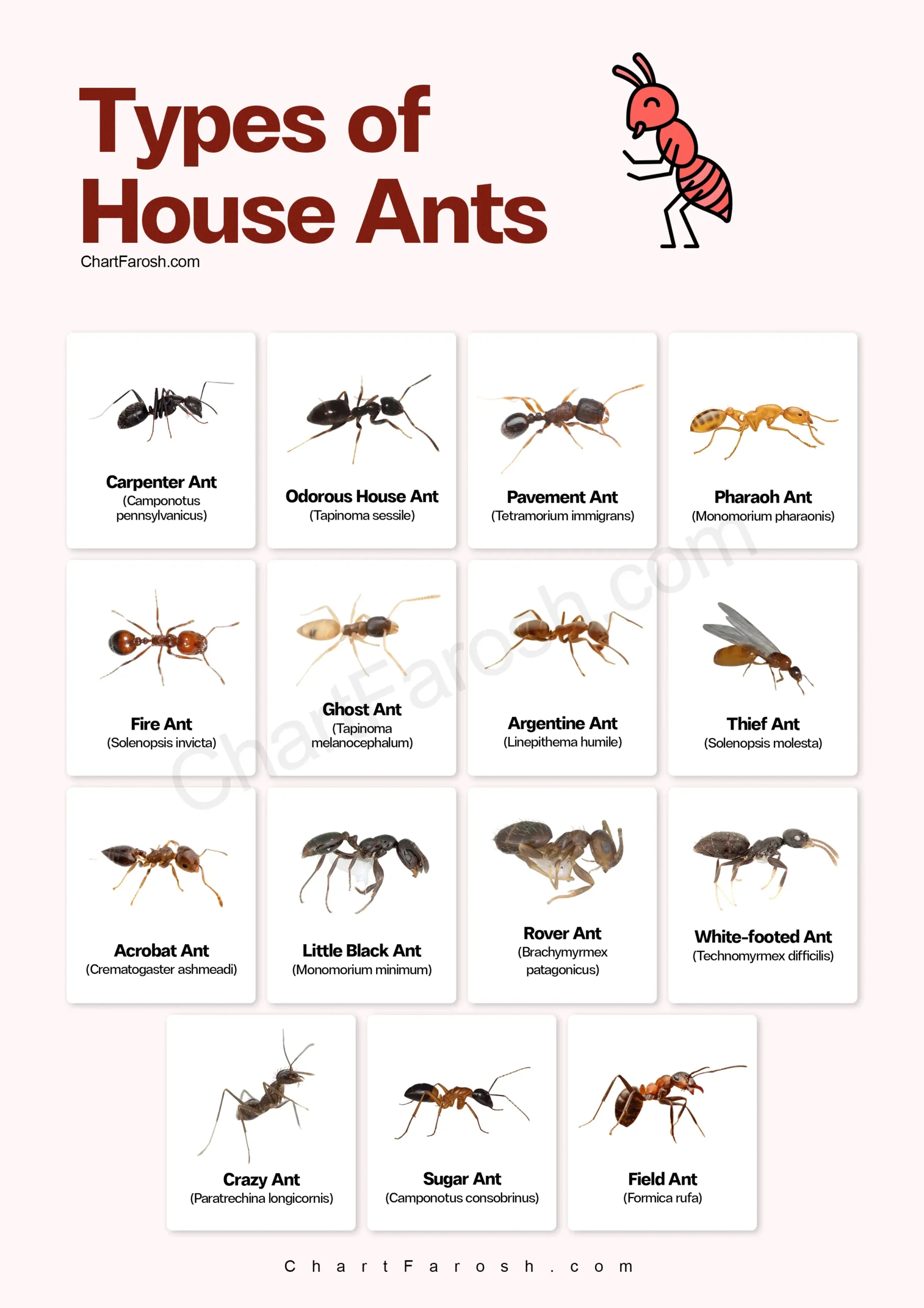 types of ants in house with pictures