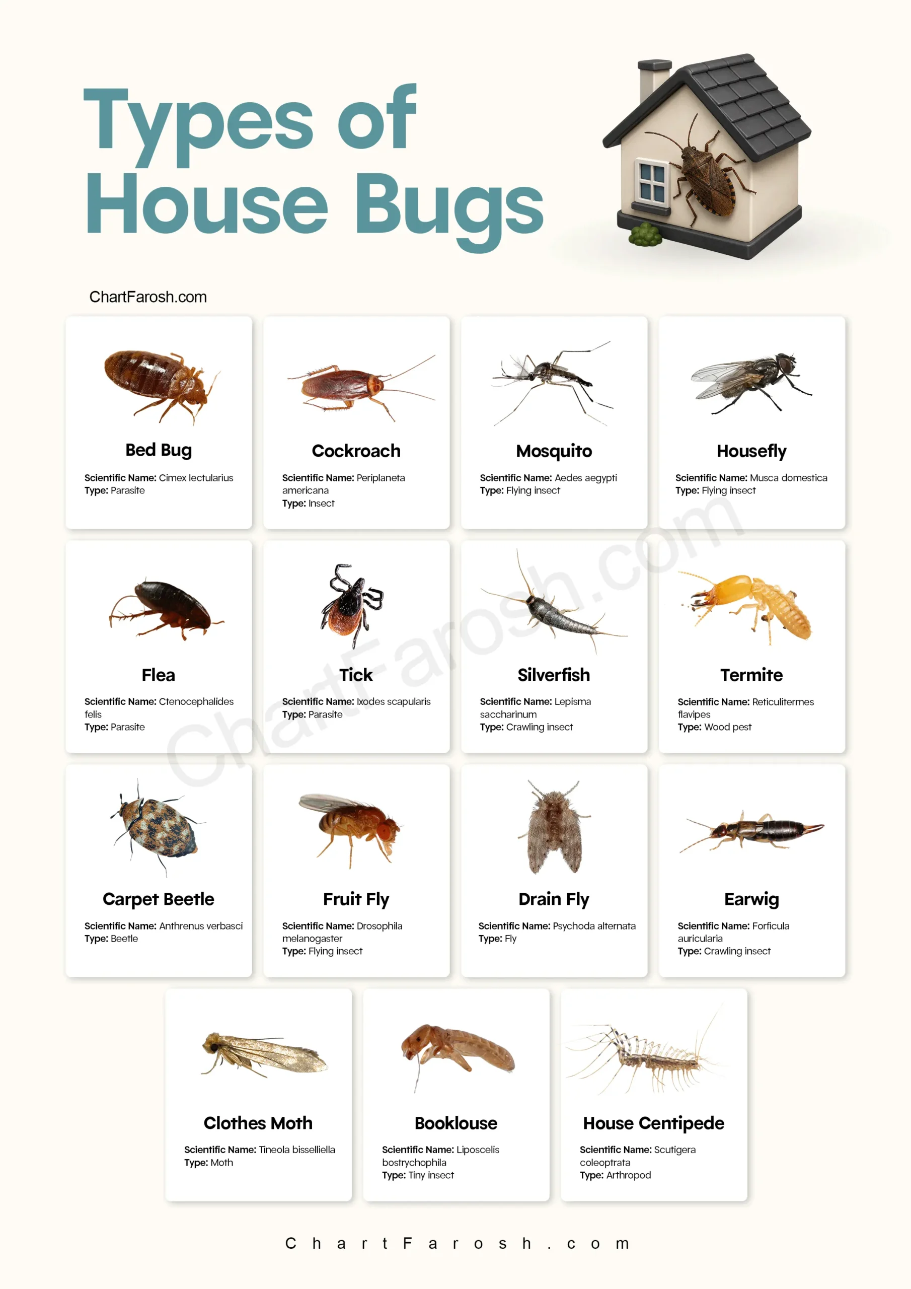 Types of House Bugs Chart with Pictures