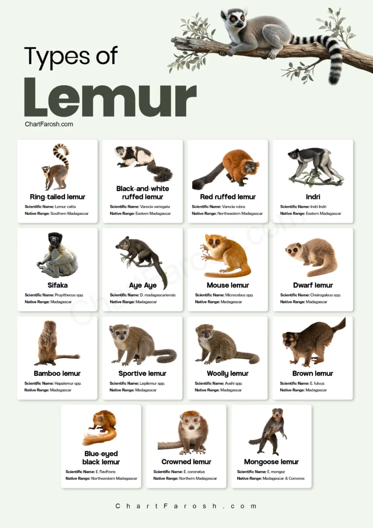 Types of Lemurs Chart with Pictures