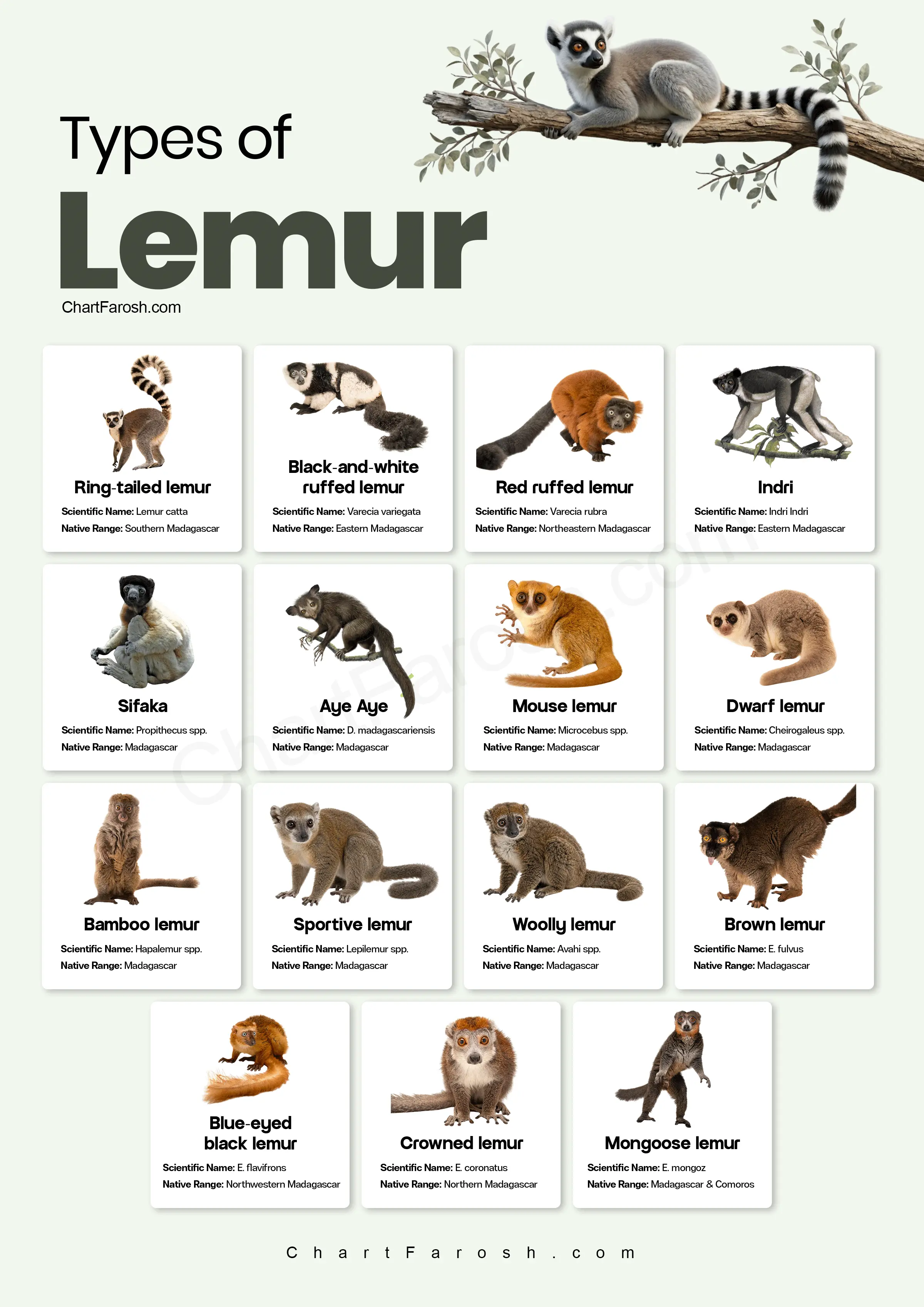 Types of Lemurs Chart with Pictures