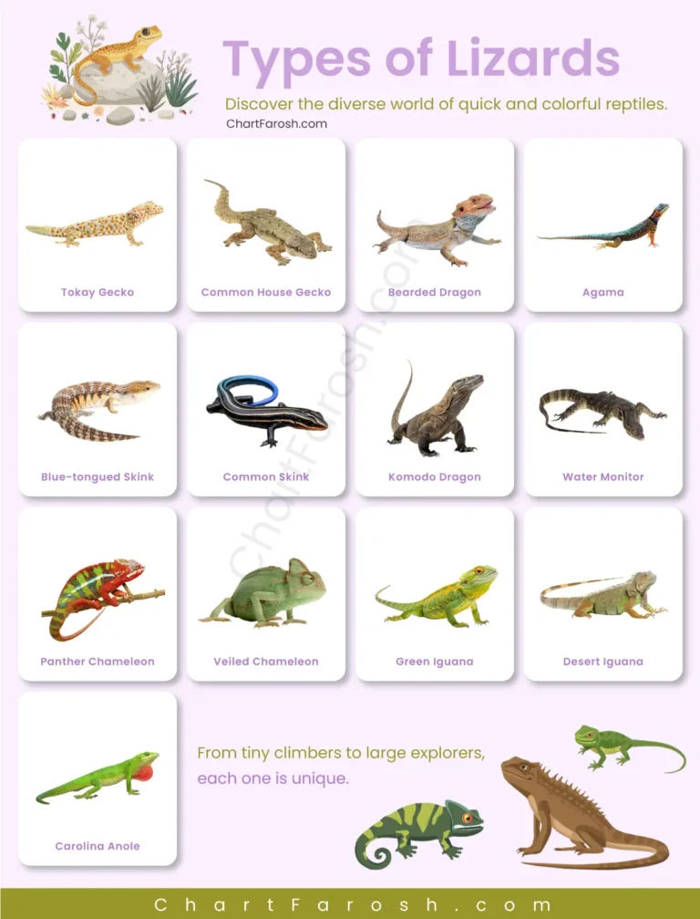 Types of Lizards List with Pictures