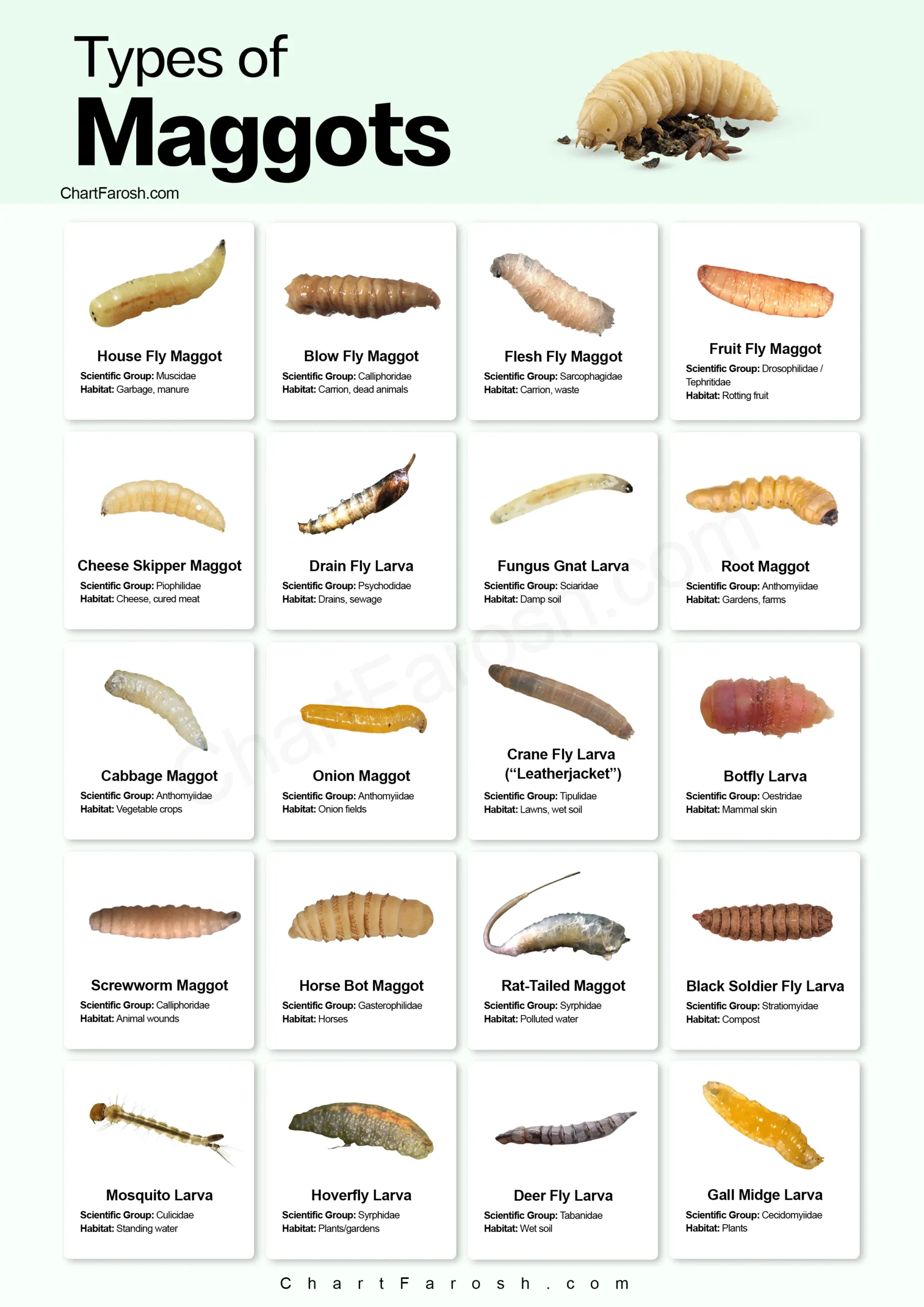 Types of Maggots chart with pictures