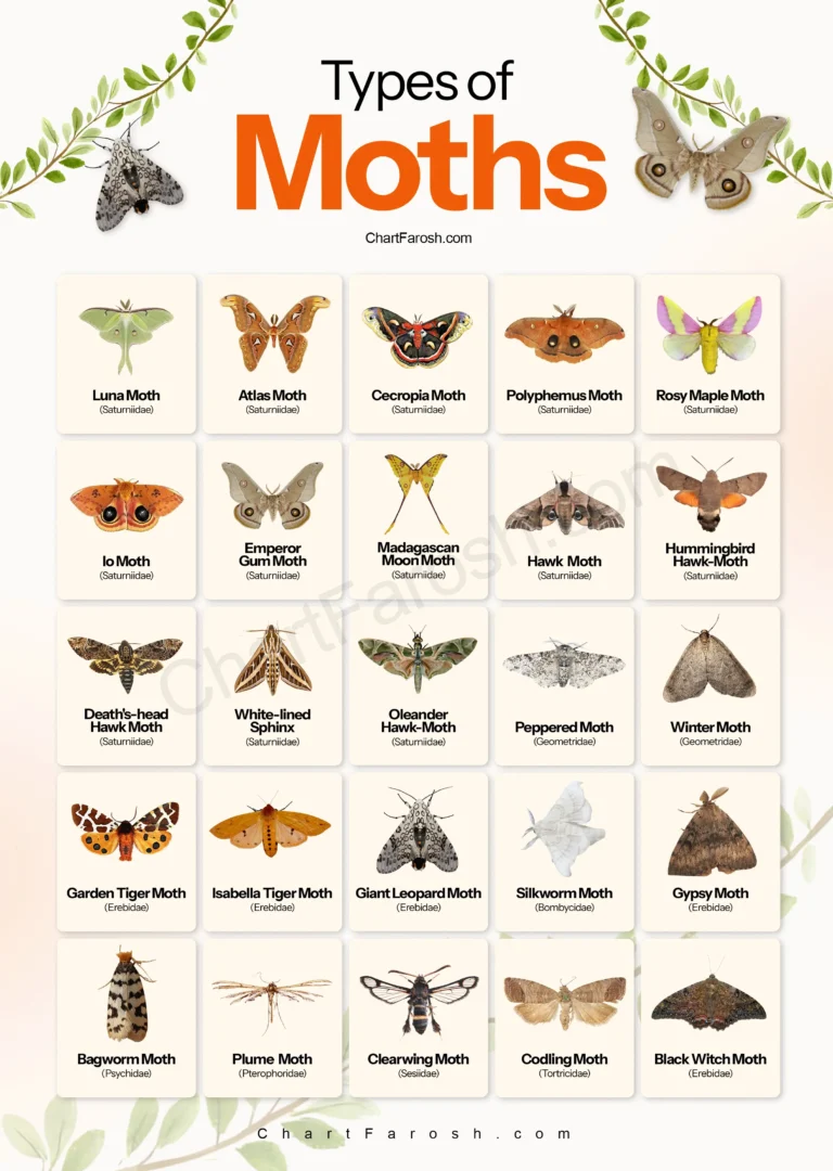 Types of Moths with pictures