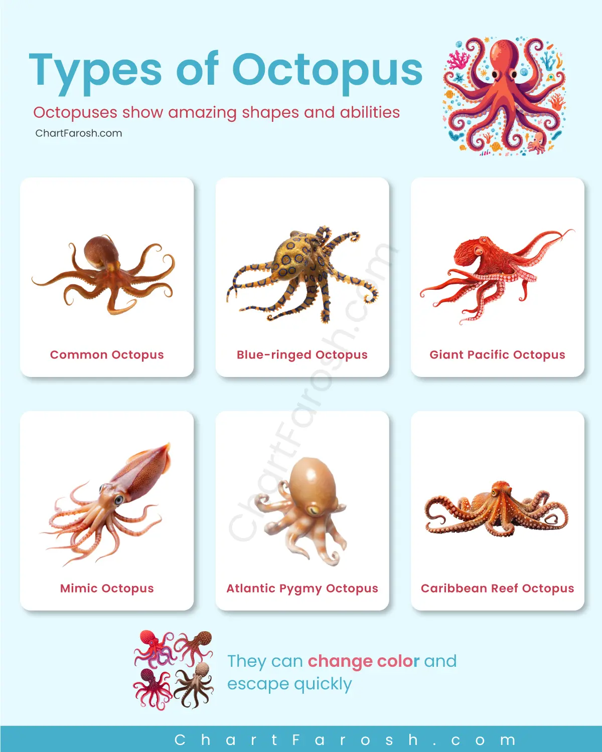 Types of Octopus lists with Pictures