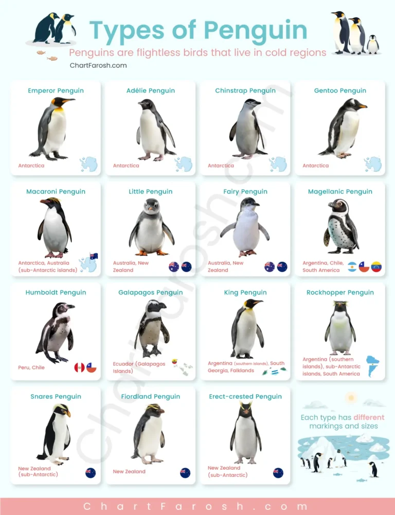Types of Penguins
