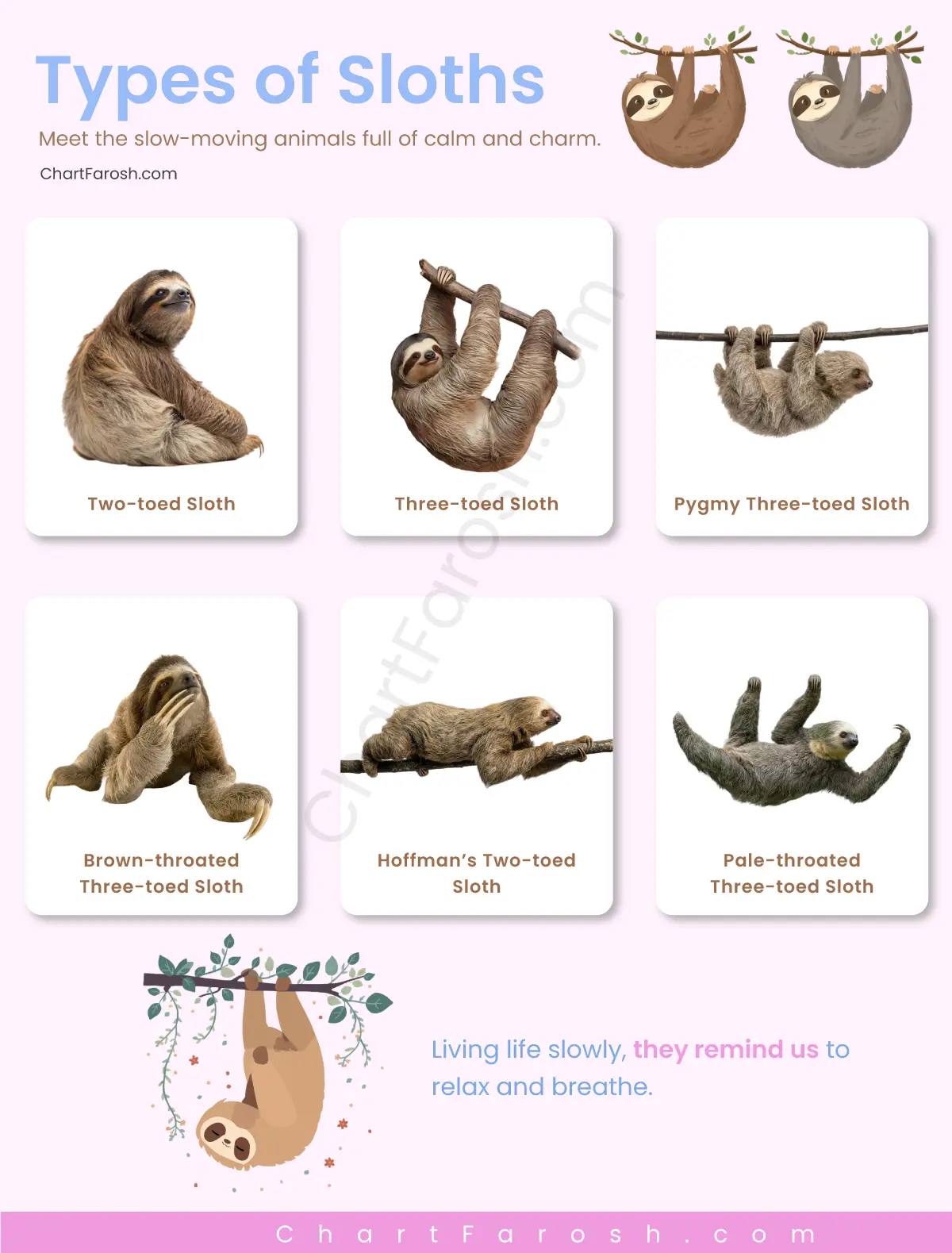 Types of Sloths List with Pictures