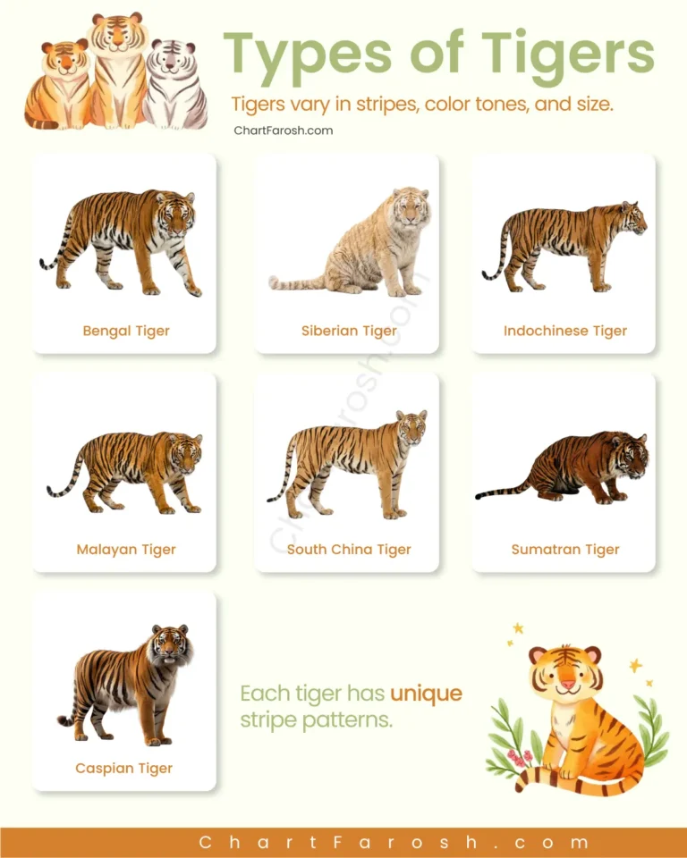 Types of Tigers names list with pictures