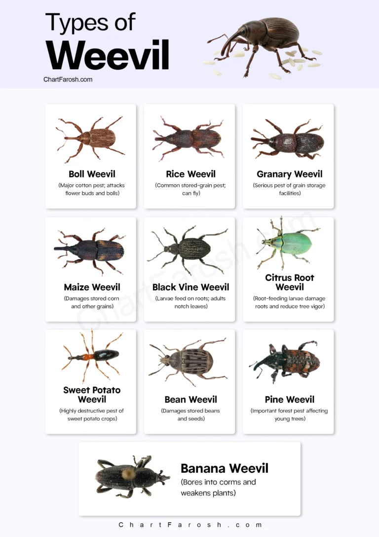 Types of Weevils chart with pictures