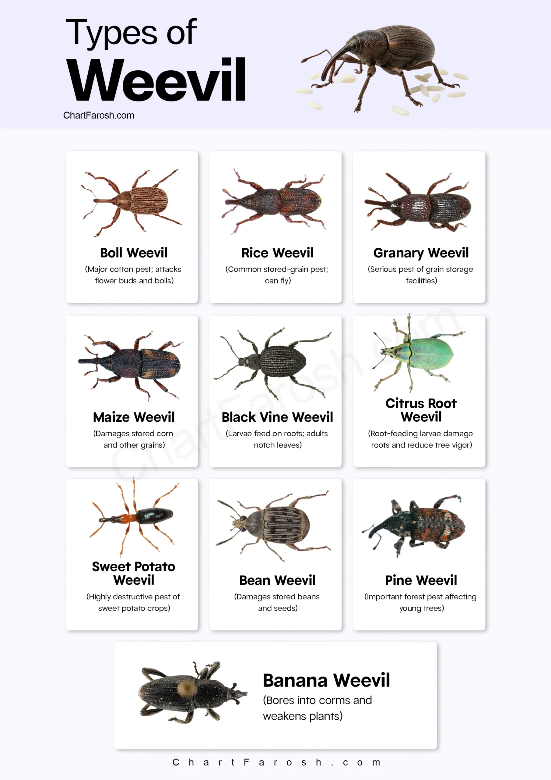 Types of Weevils chart with pictures