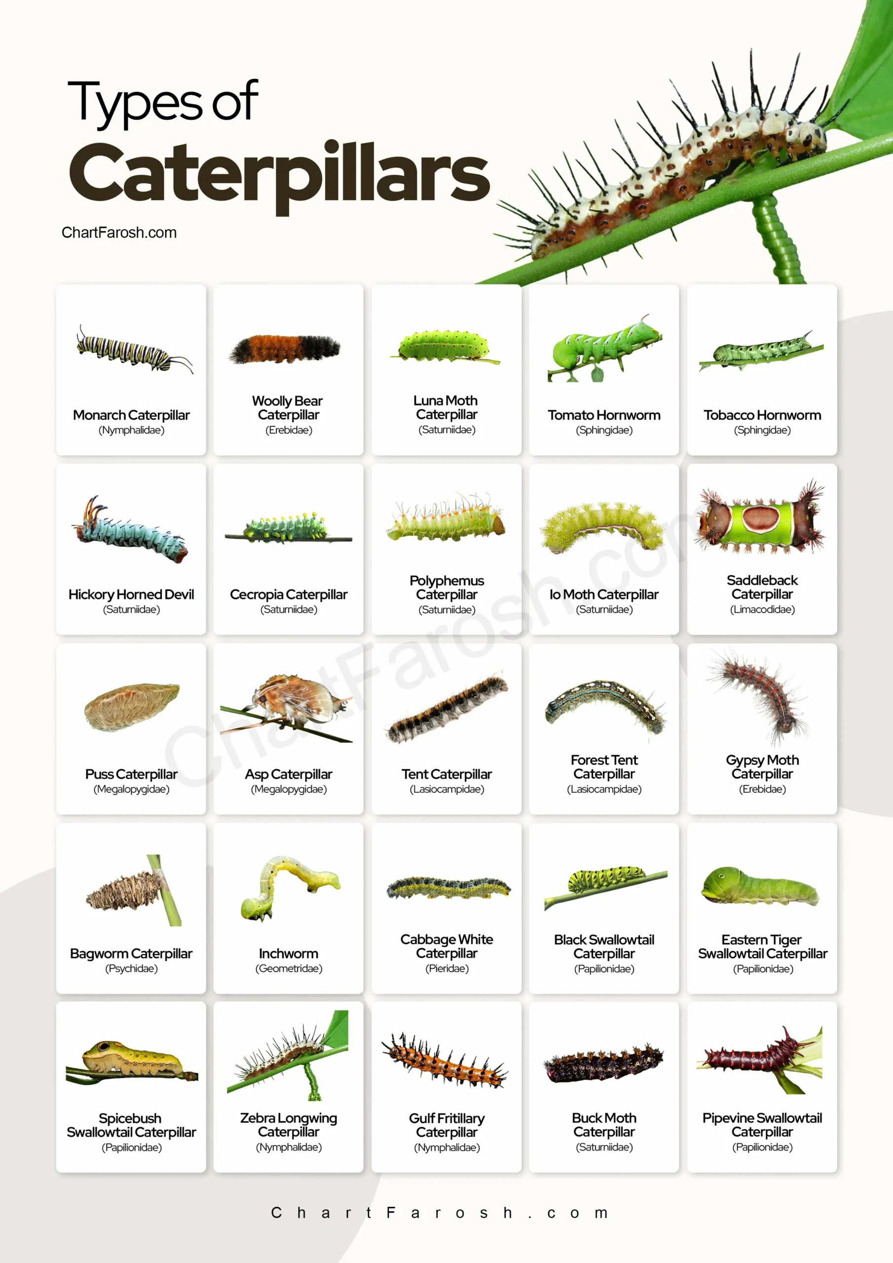 Types of Caterpillars chart
