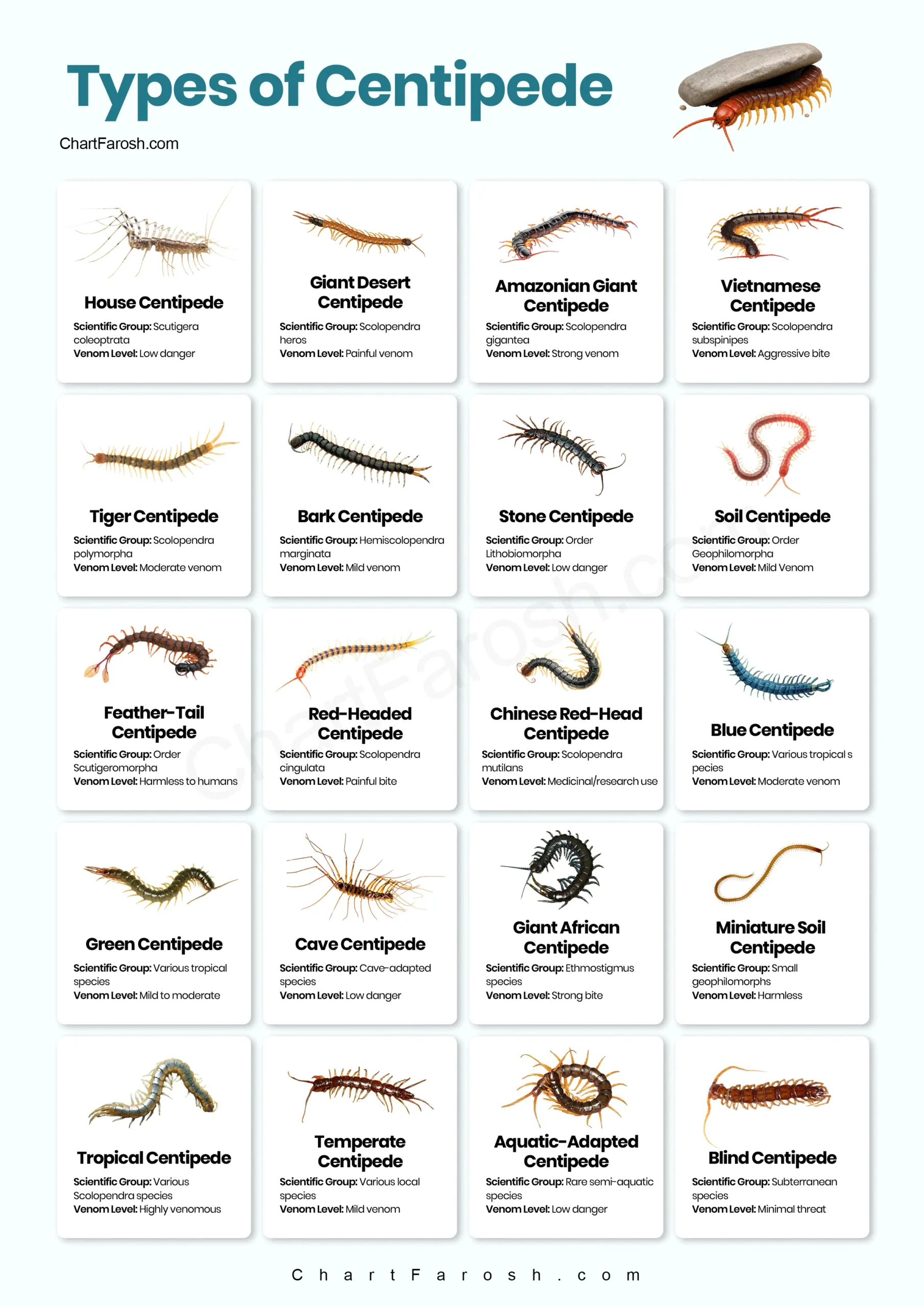 types of centipedes chart with pictures