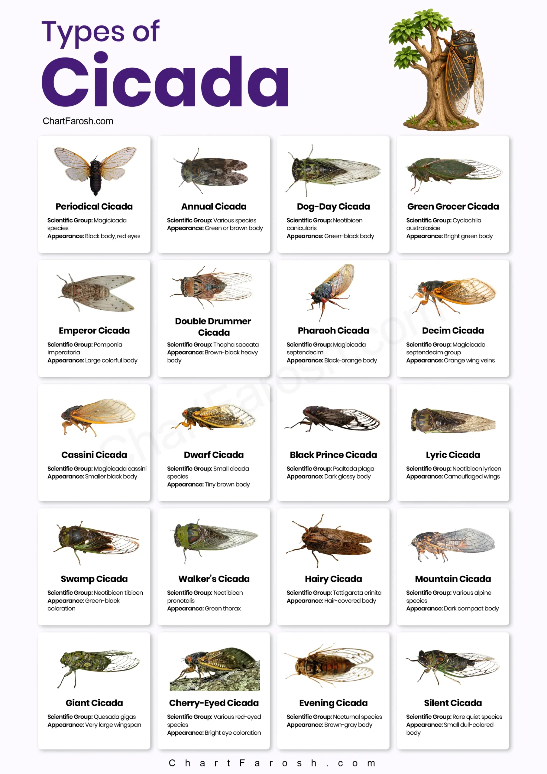Types of Cicadas insect chart with pictures