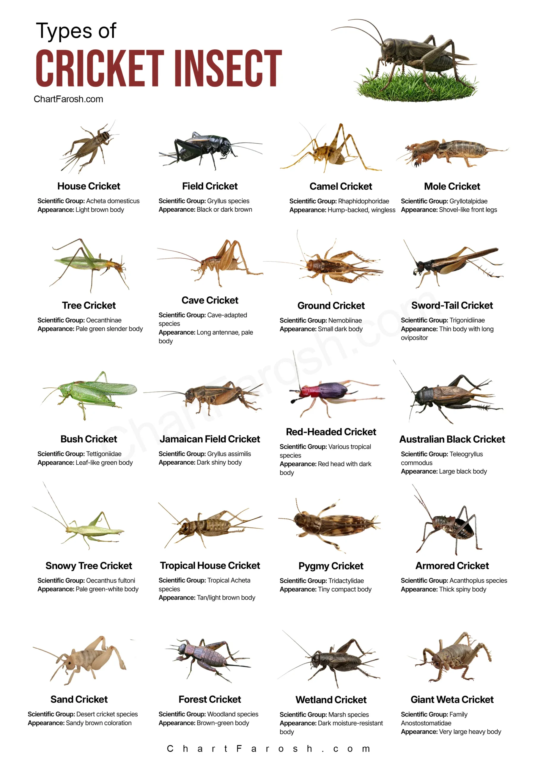 Types of Crickets with pictures