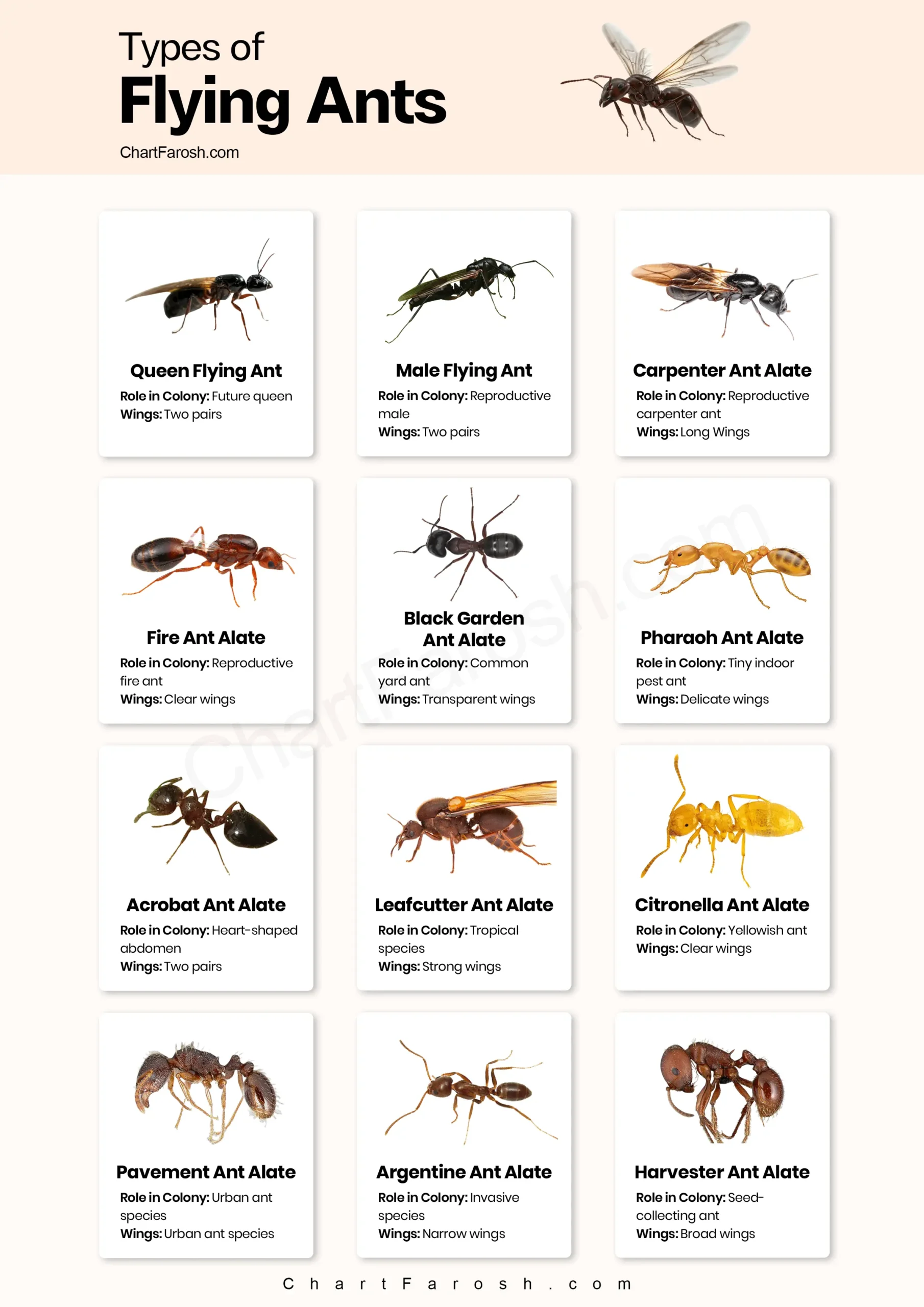 types of flying ants with pictures