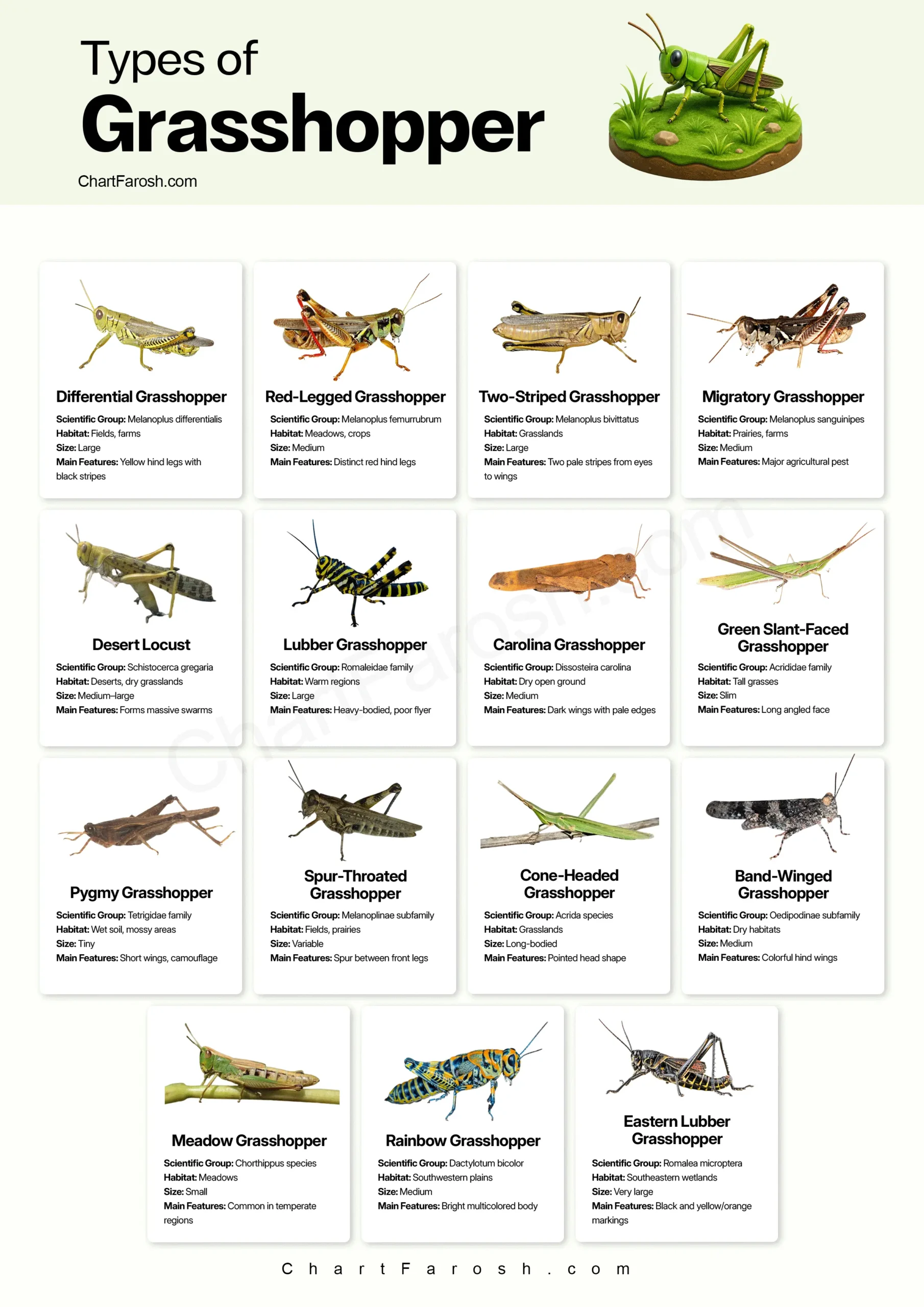 Types of Grasshoppers chart with pictures