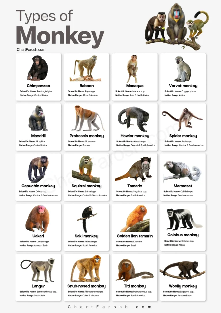 Types of Monkey Chart with Pictures