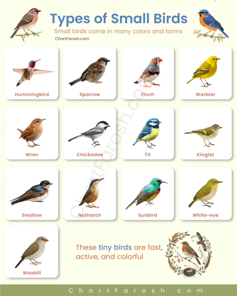 Types of small birds with pictures