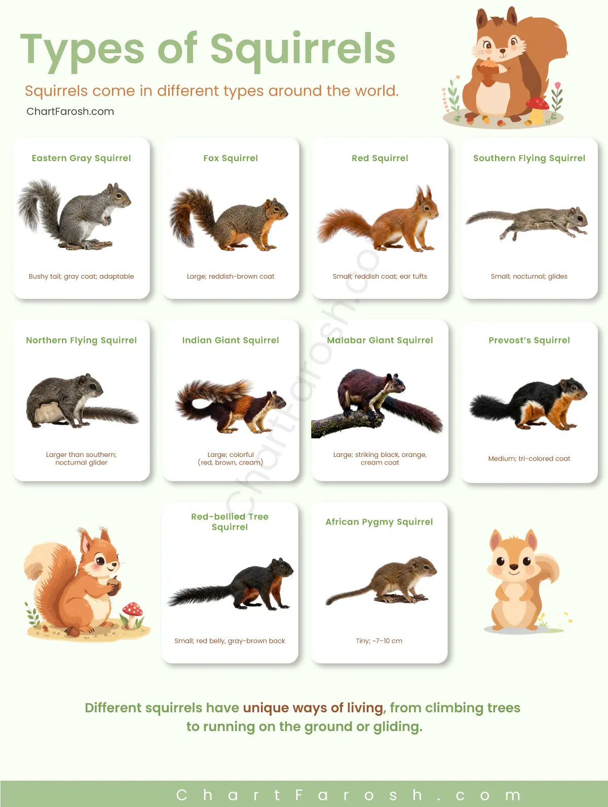 Types of Squirrels With Pictures