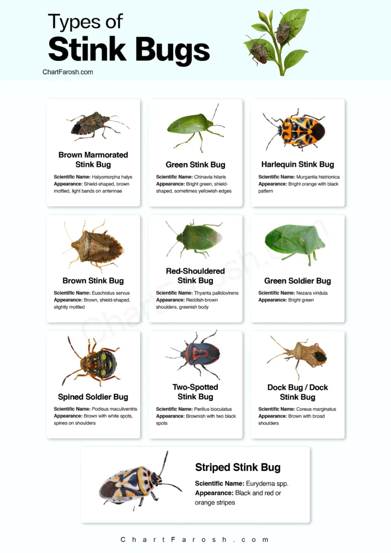 Types of Stink Bugs chart with pictures