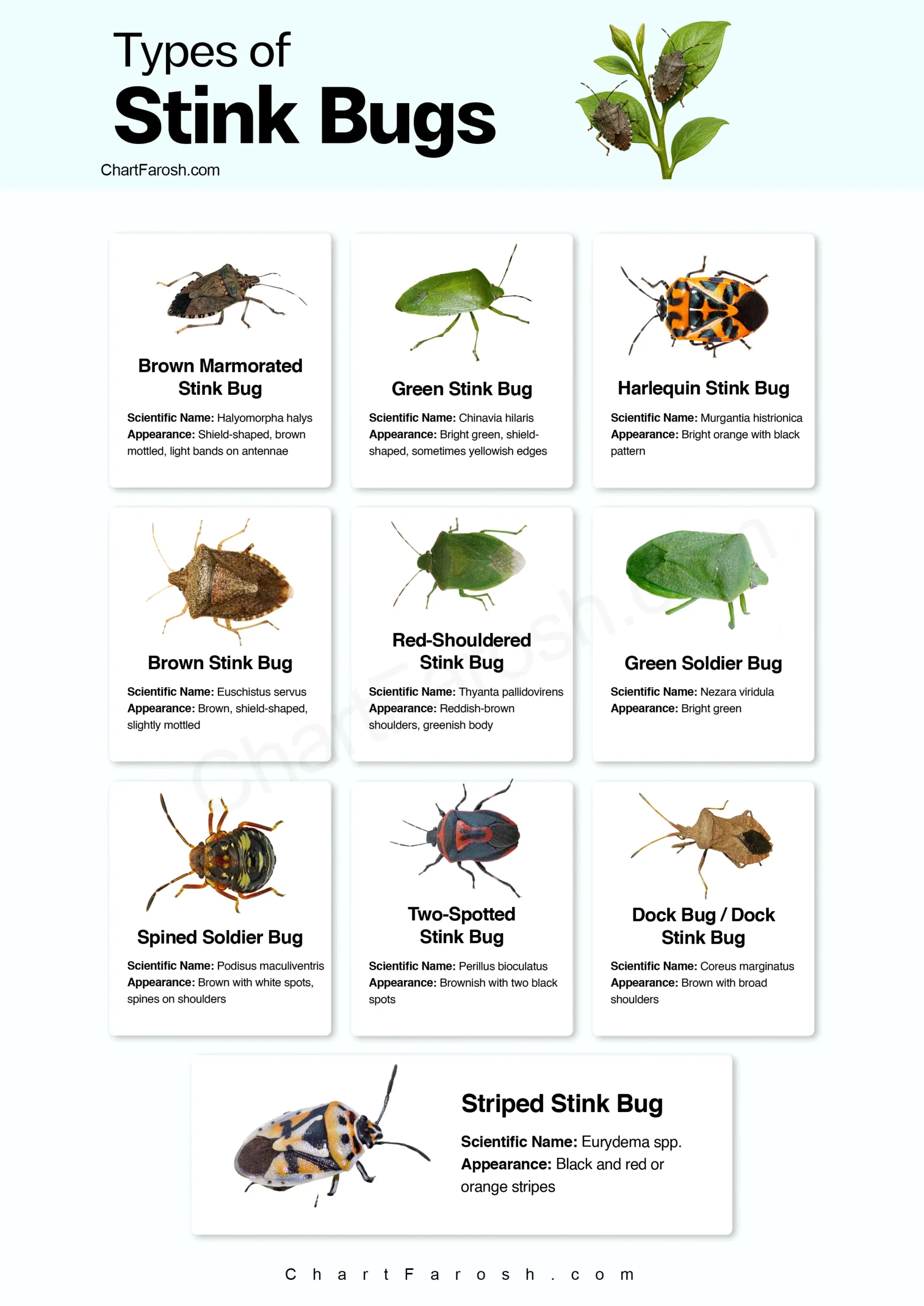 Types of Stink Bugs chart with pictures