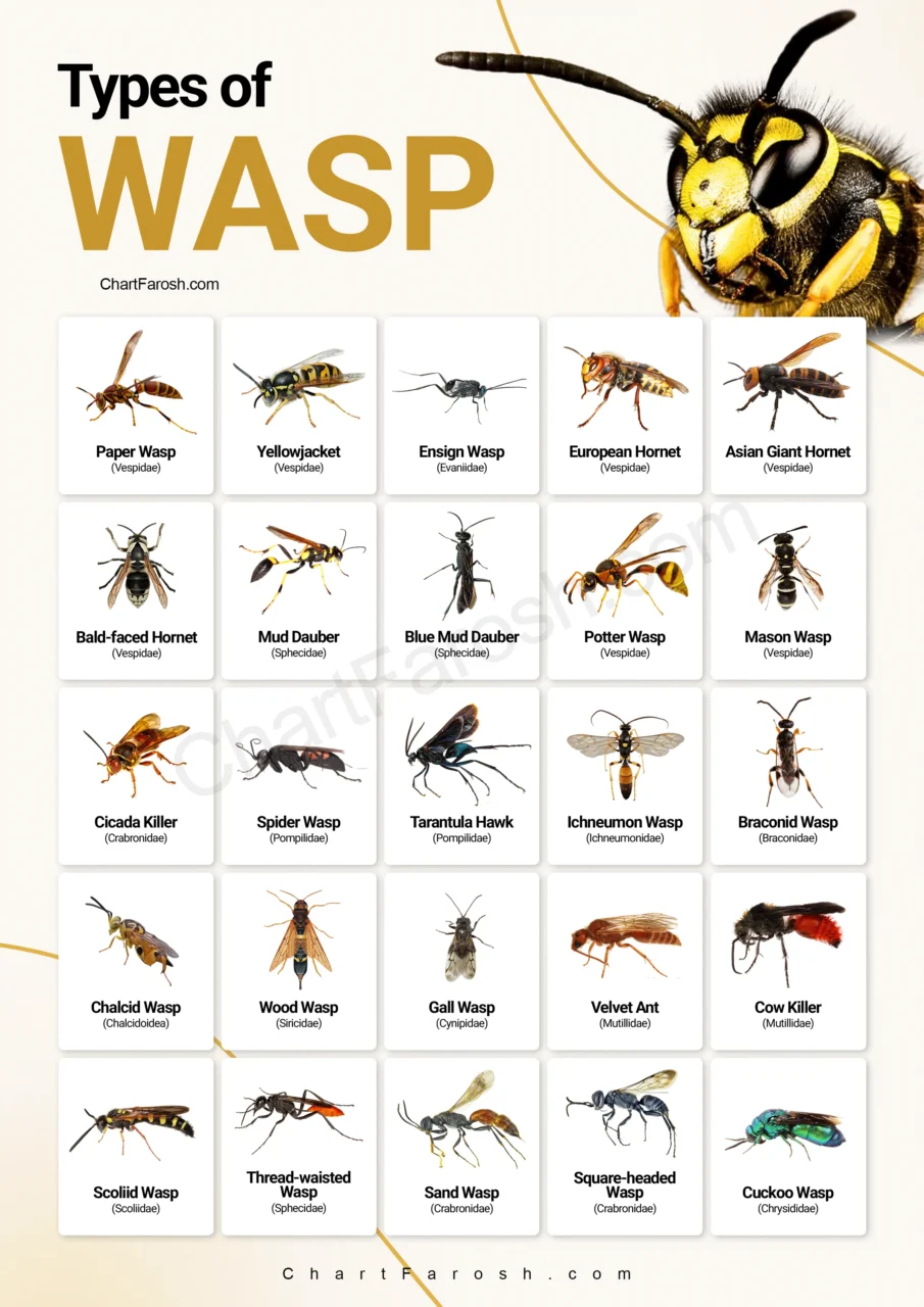 Types of Wasps | 38 Wasp Species Identification Chart