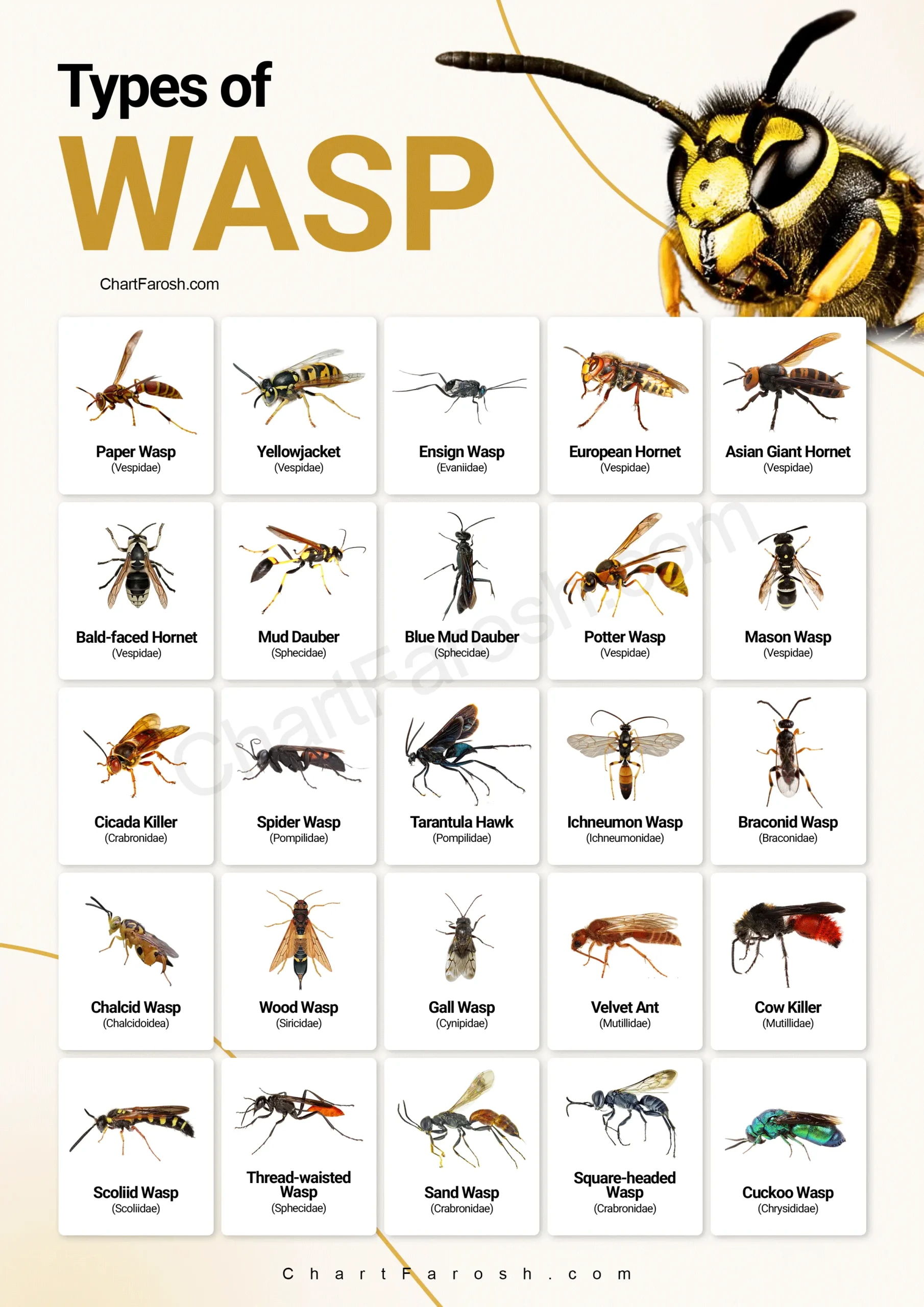 Types of Wasps chart with pictures