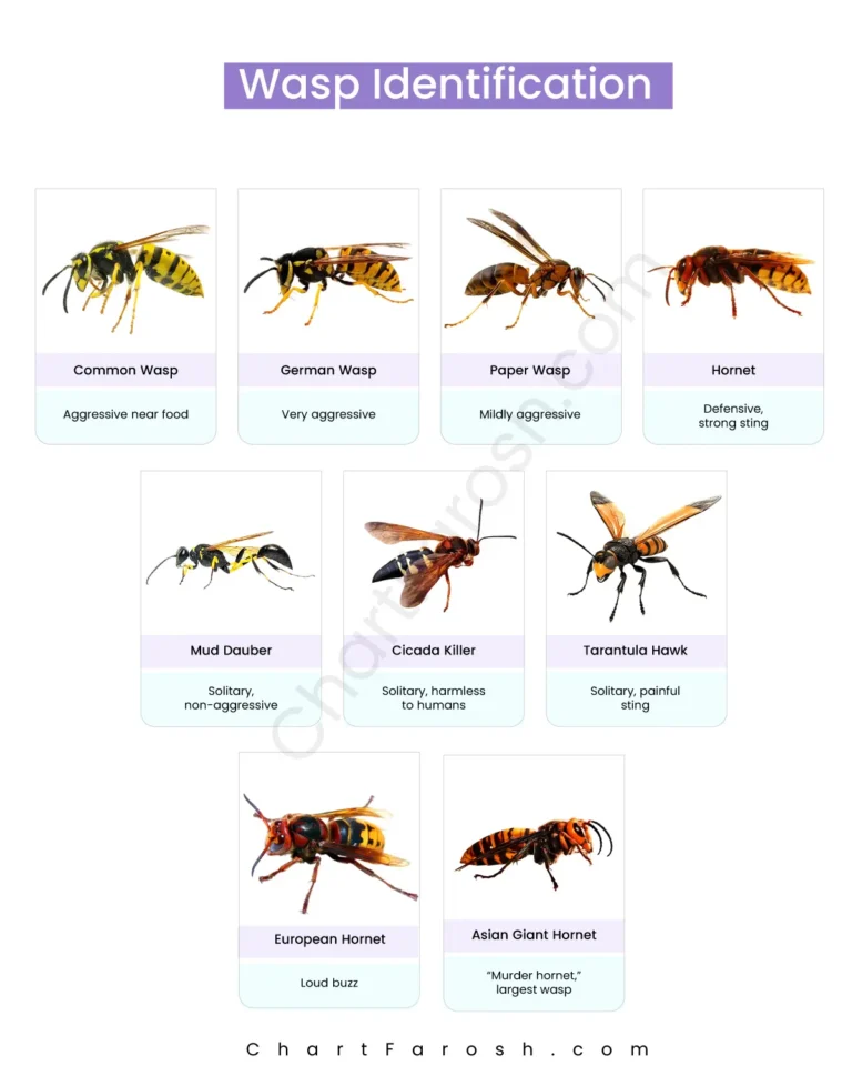Wasp Identification Chart