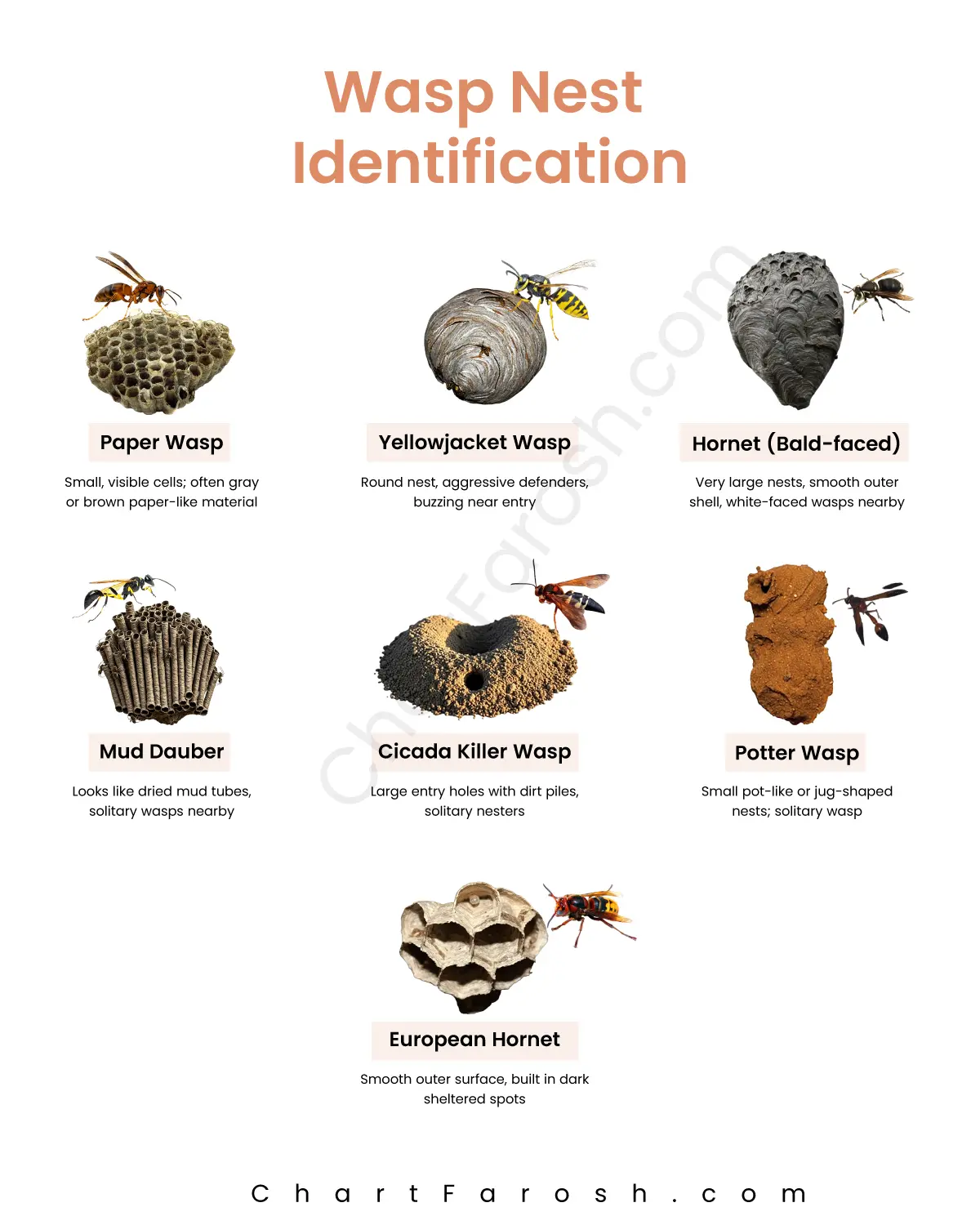 Wasp Nest Identification Chart