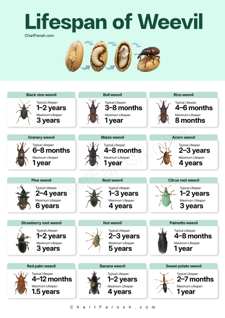 Weevil Lifespan Chart