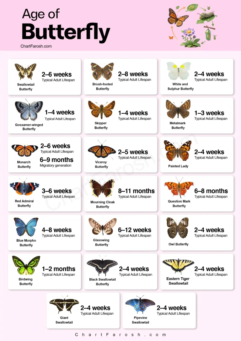 age of butterfly chart