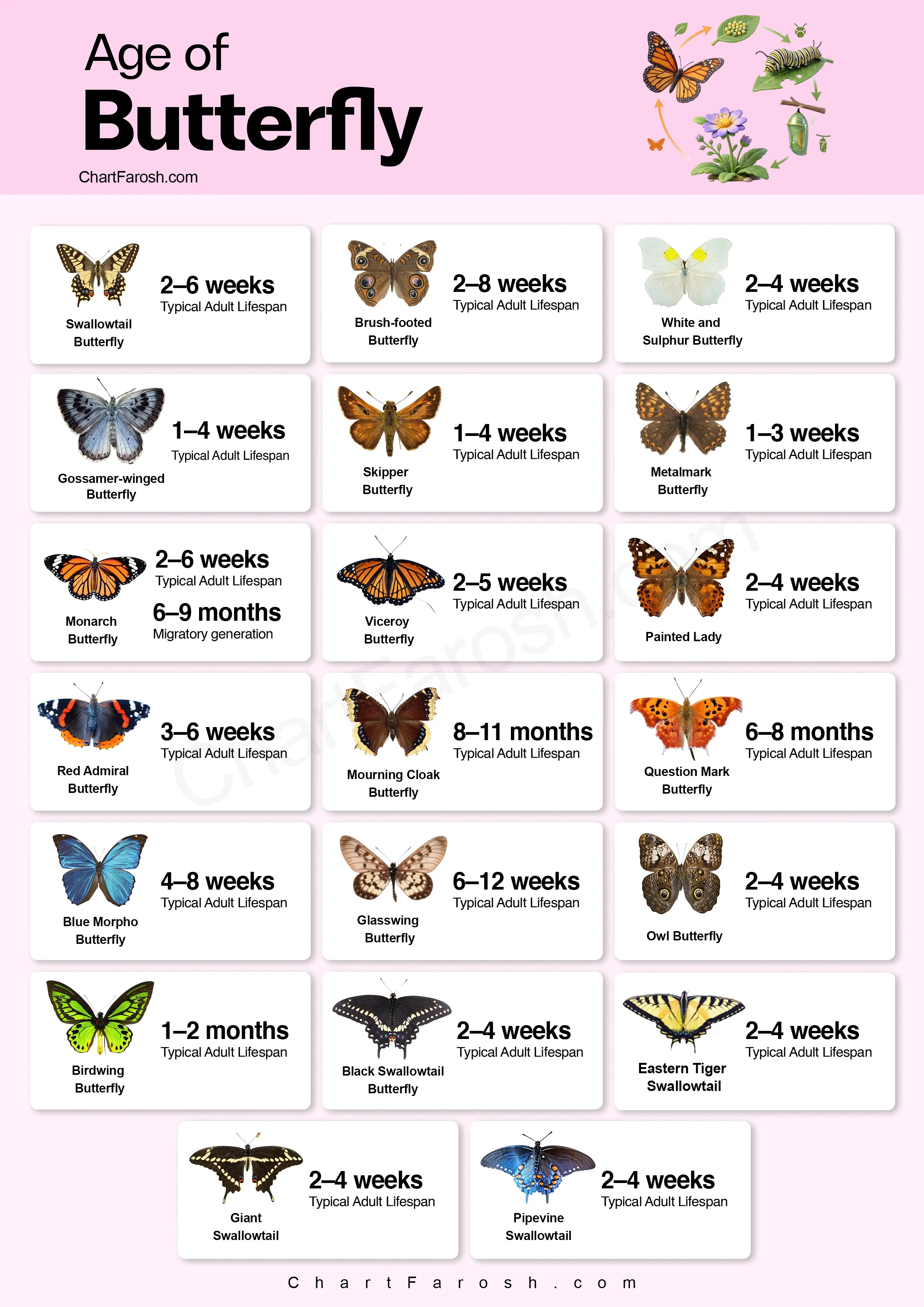age of butterfly chart