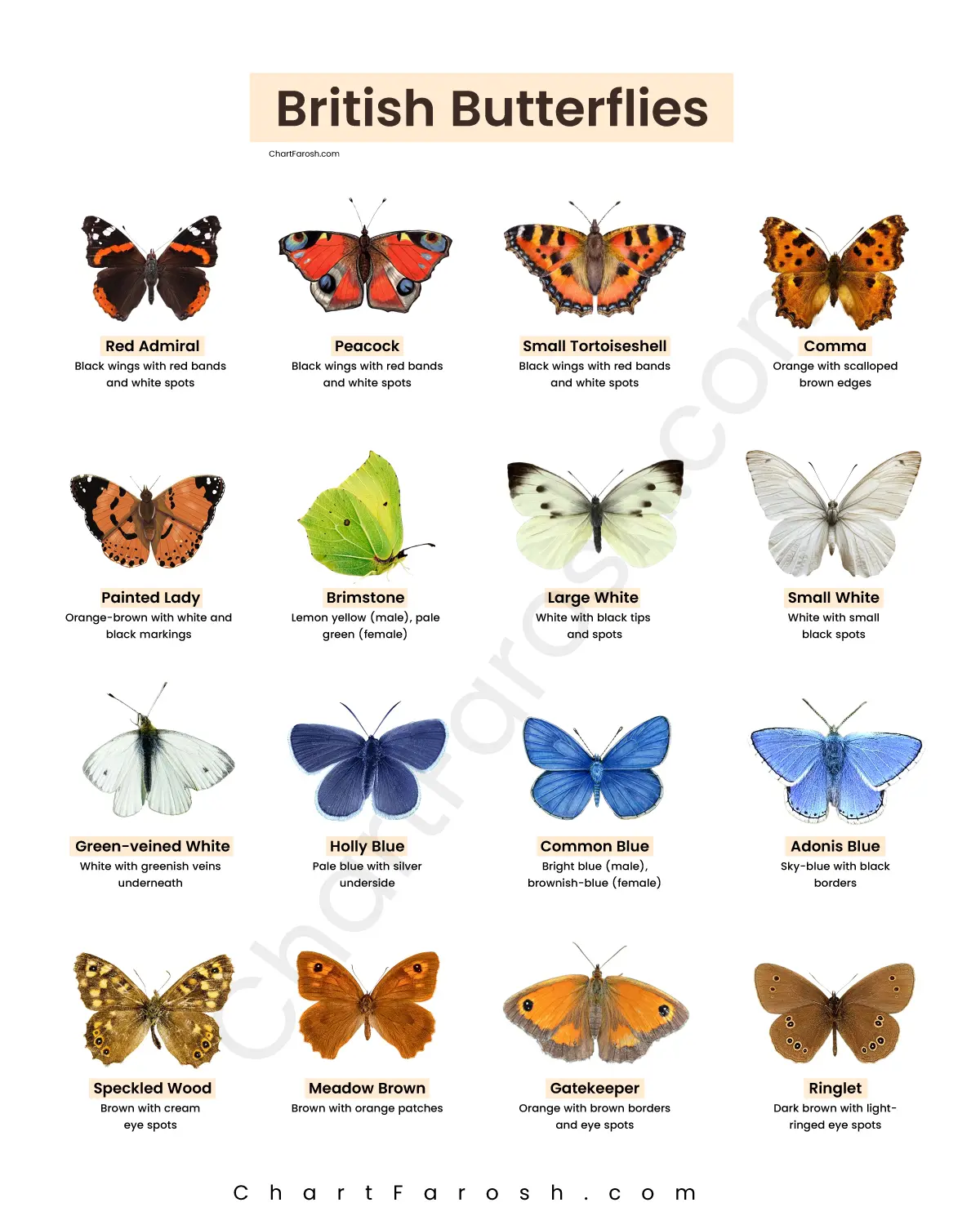 Common Rare British Butterflies Chart UK Species With Pictures