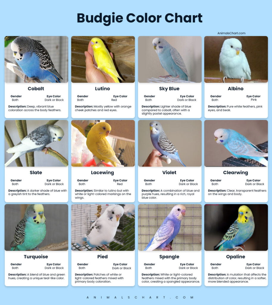 Budgie Color Chart | All Color Mutations | Id Guide