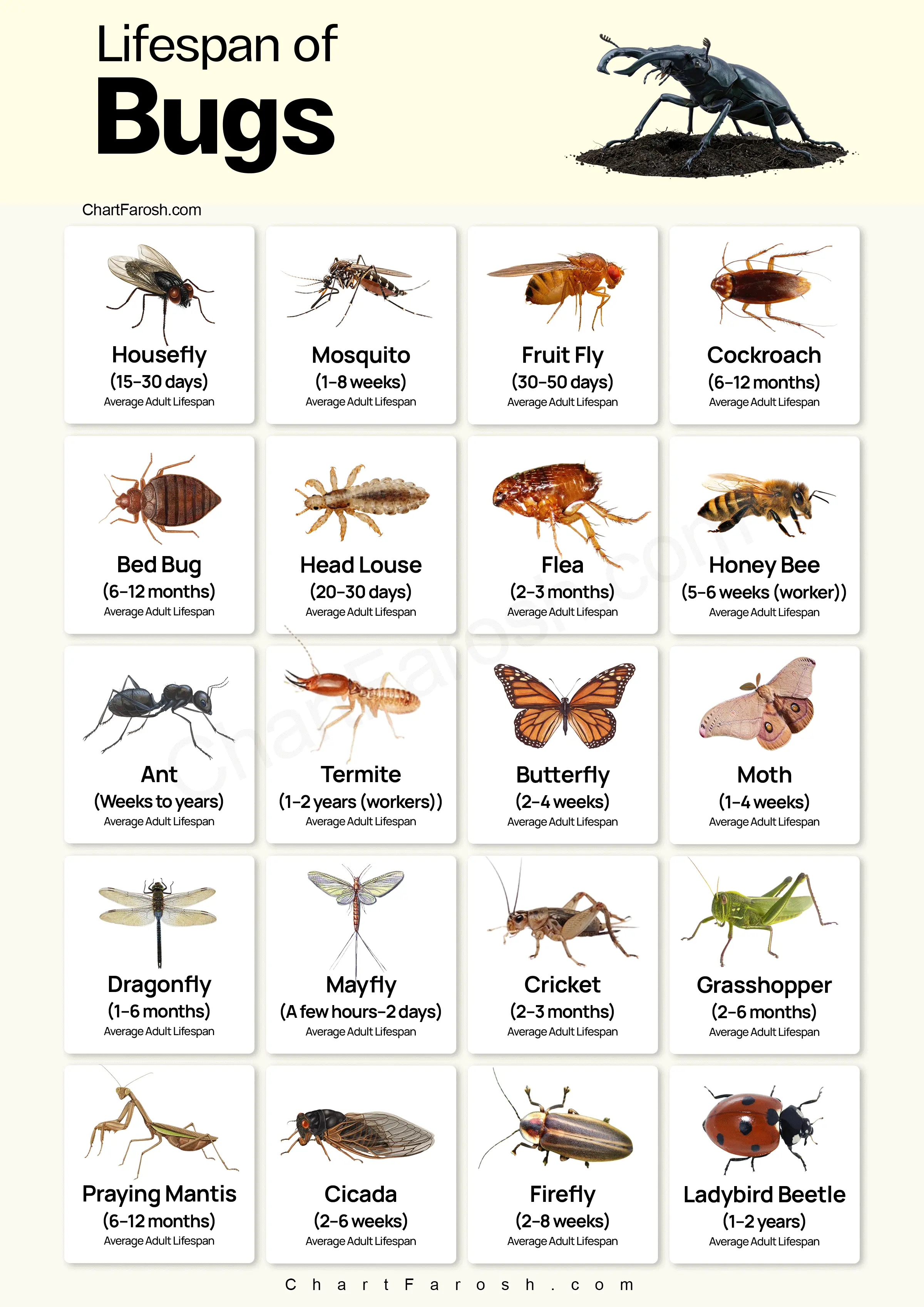 bugs Lifespan chart