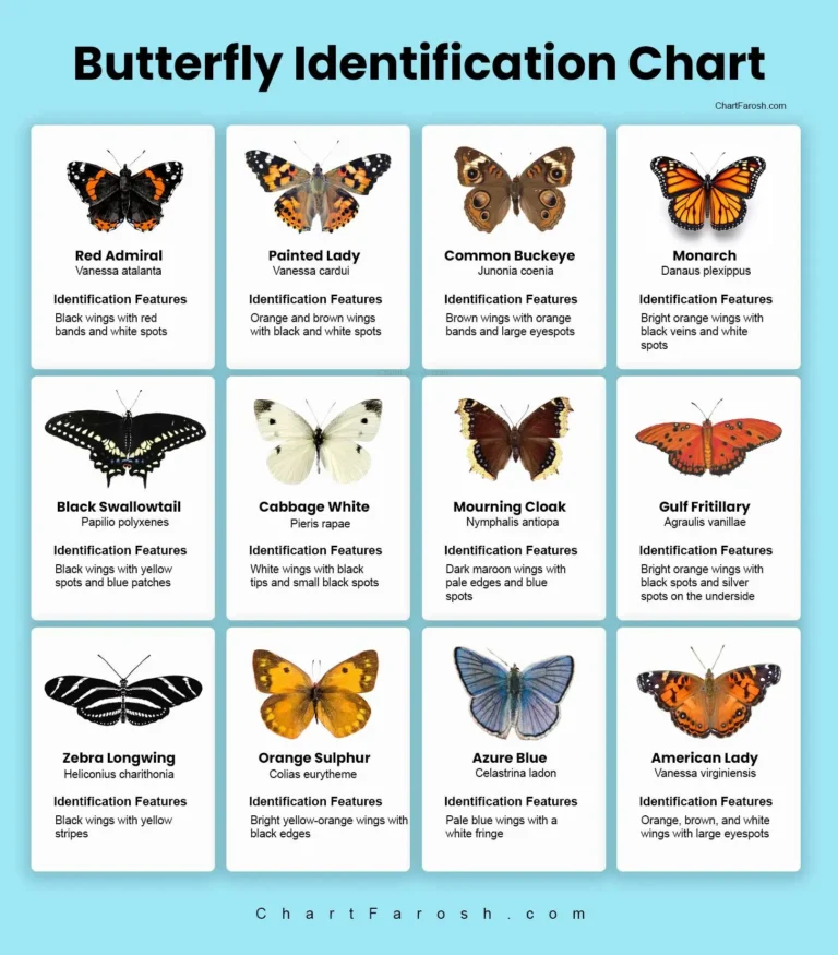 butterfly identification chart