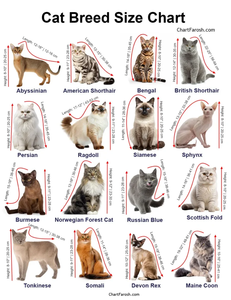 cat breed size chart in cm and inches