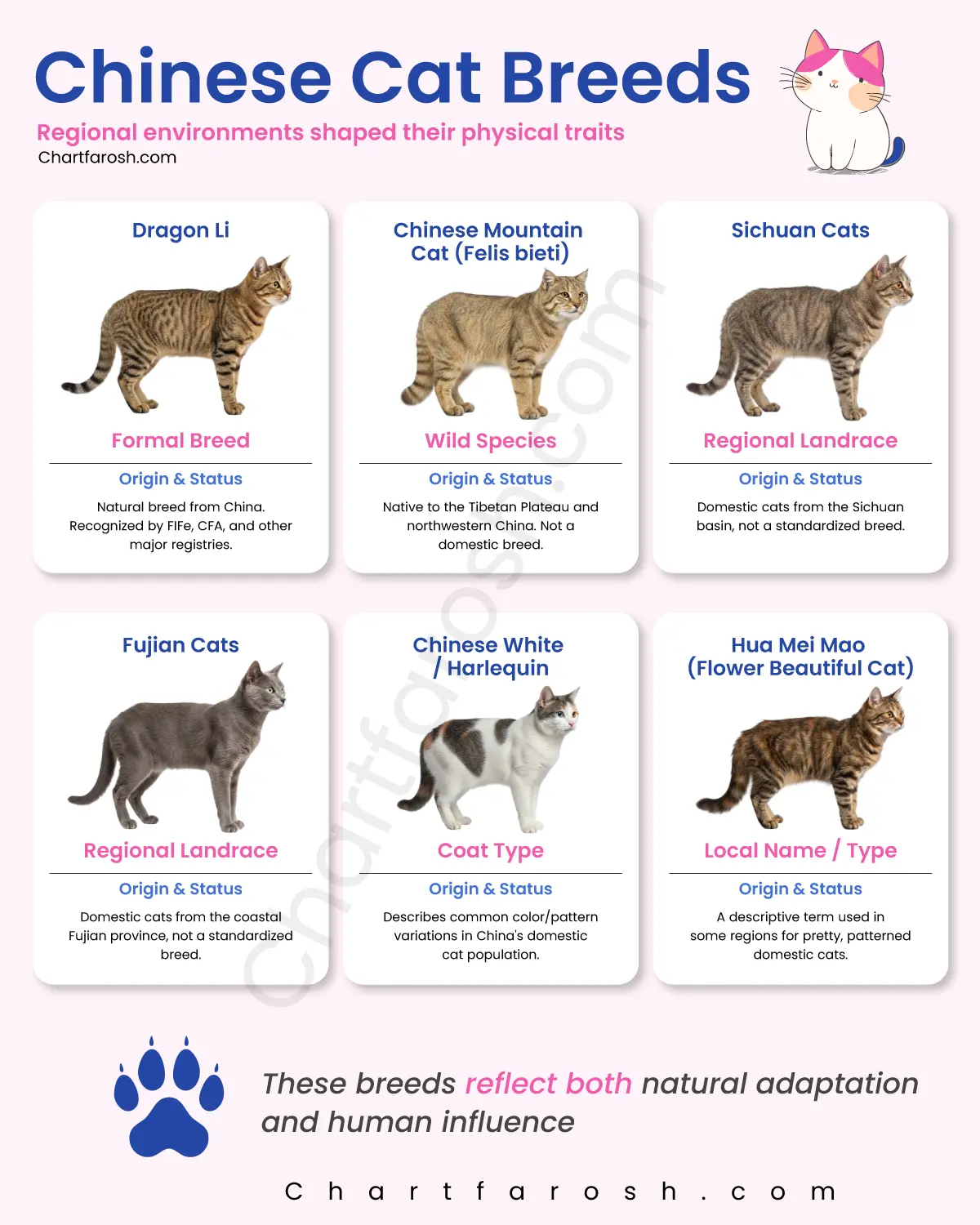chinese cat breeds chart with pictures