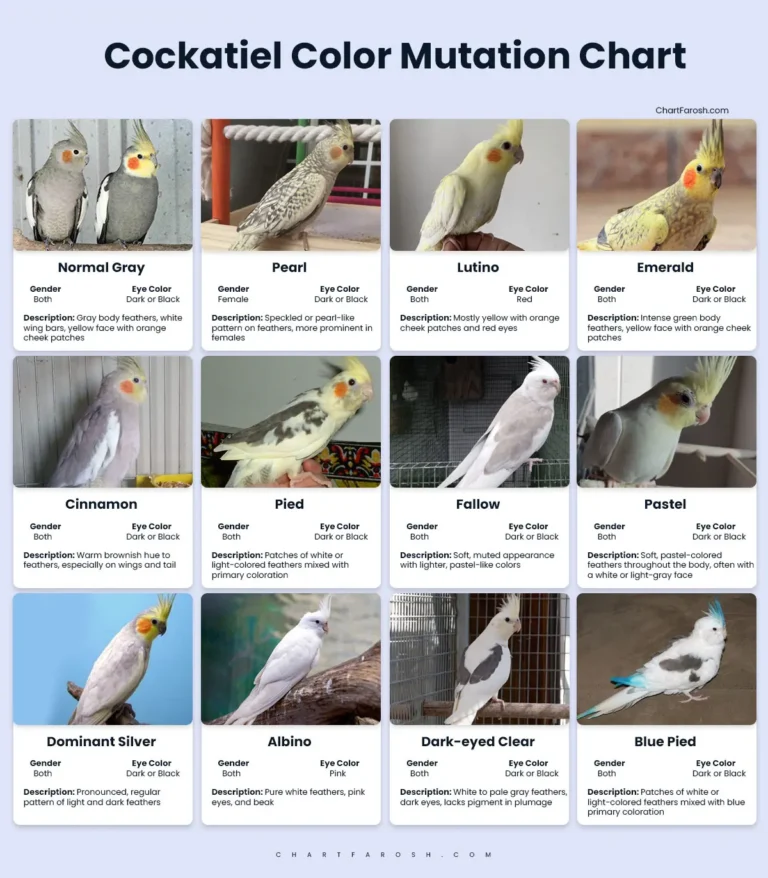 cockatiel Mutation chart