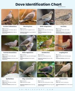 Dove Identification Chart | Types and Characteristics