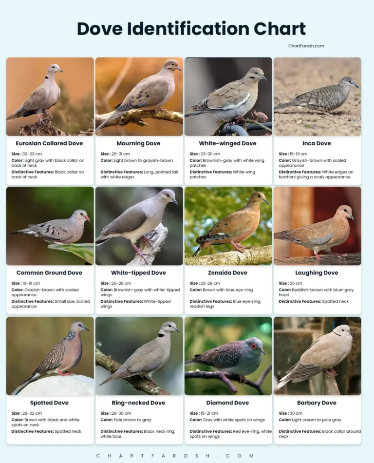 Dove identification chart