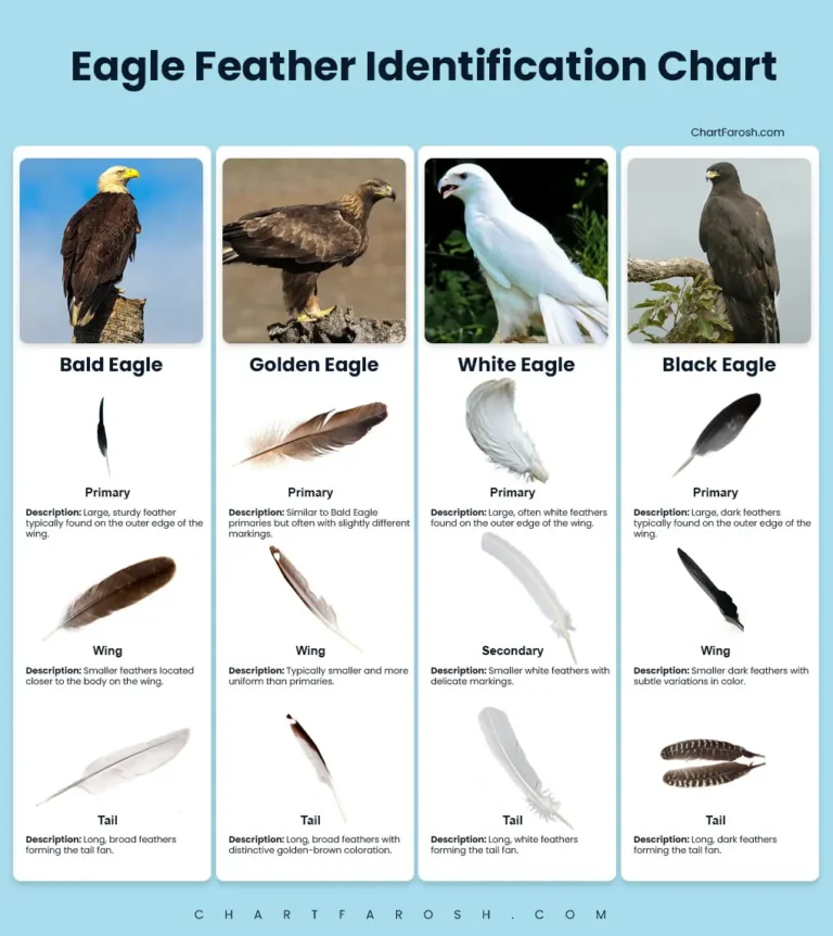 Eagle feather identification chart