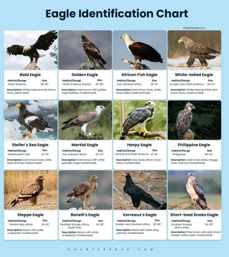 Eagle identification chart