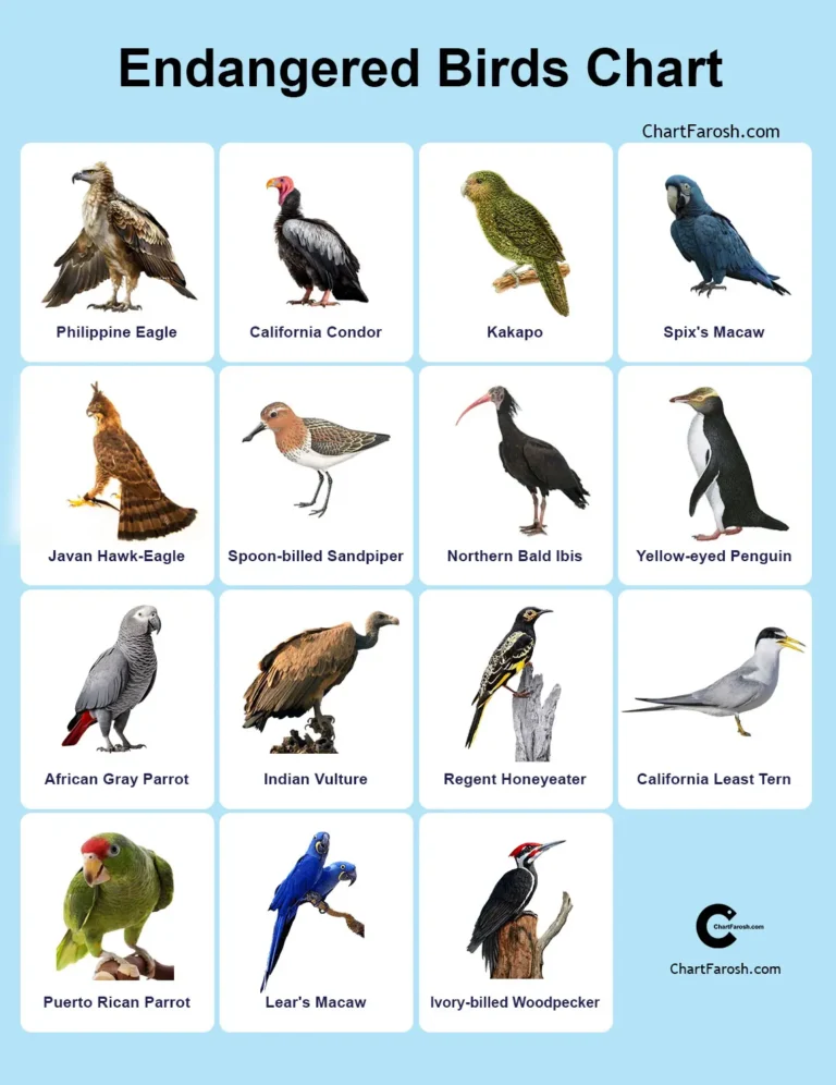 Endangered Birds Chart