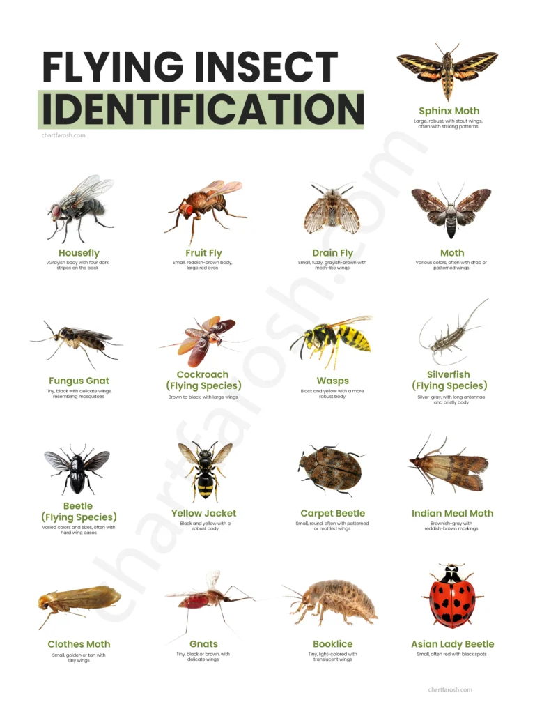 flying insect identification chart
