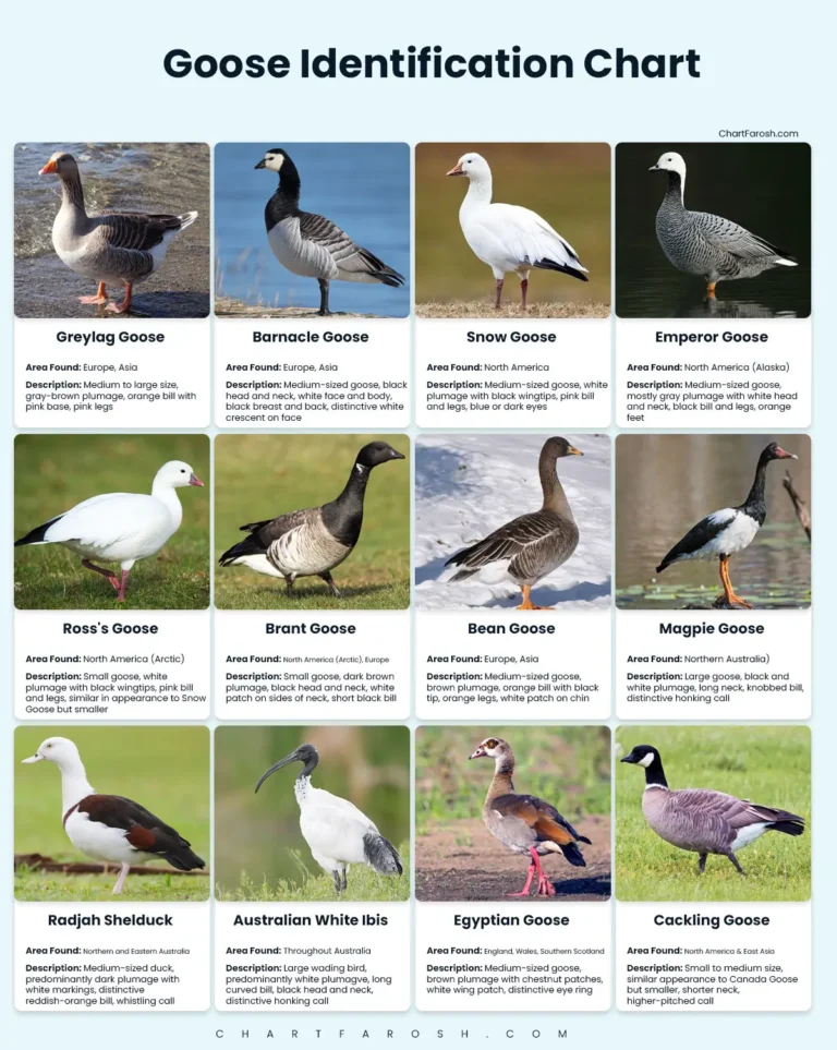 goose identification chart