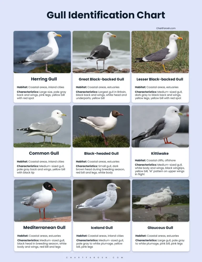 gull identification chart